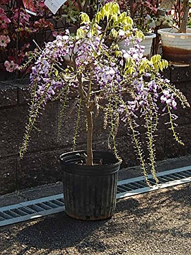 ①7寸＊藤ふじフジ＊庭木苗木