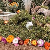 Bonnevie Hamster Moss for Gerbil Bedding Natural Green Forest Moss Hamster Bedding Substrate Nesting for Dwarf Syrian Hamsters, Gerbils, Mice, Degus Terrarium Moss for Small Pet Bedding