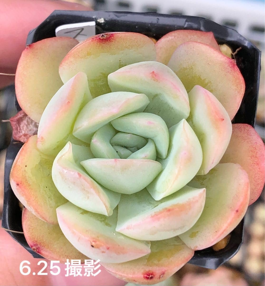 Amazon.co.jp: ストロベリーアイス 抜き苗 エケベリア 多肉植物 : ホビー 