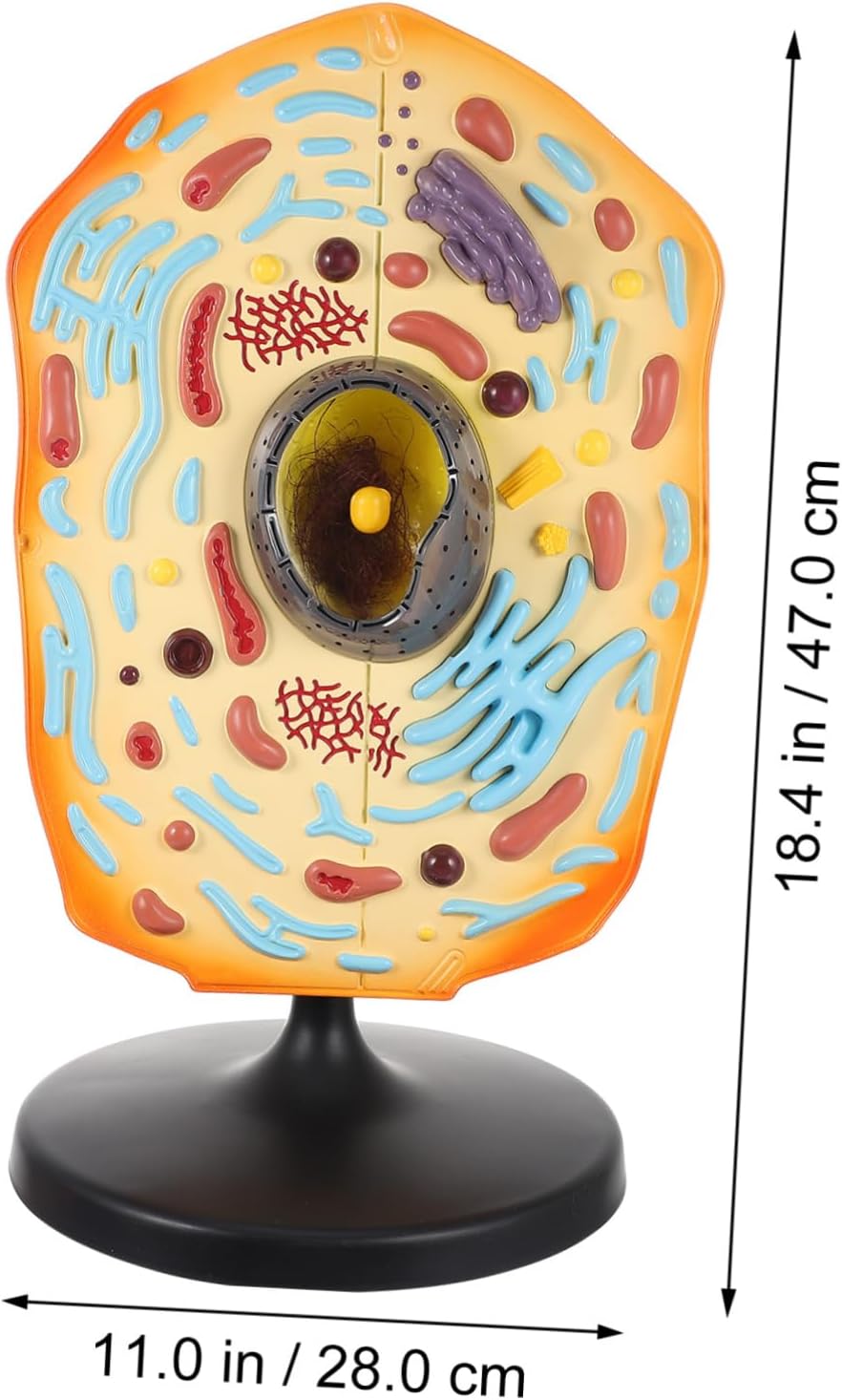 Anatomical Animal Cell Model Educational Display for Biology Teaching Detailed Cell Anatomy Kit for Classroom Learning Research and Laboratory Use