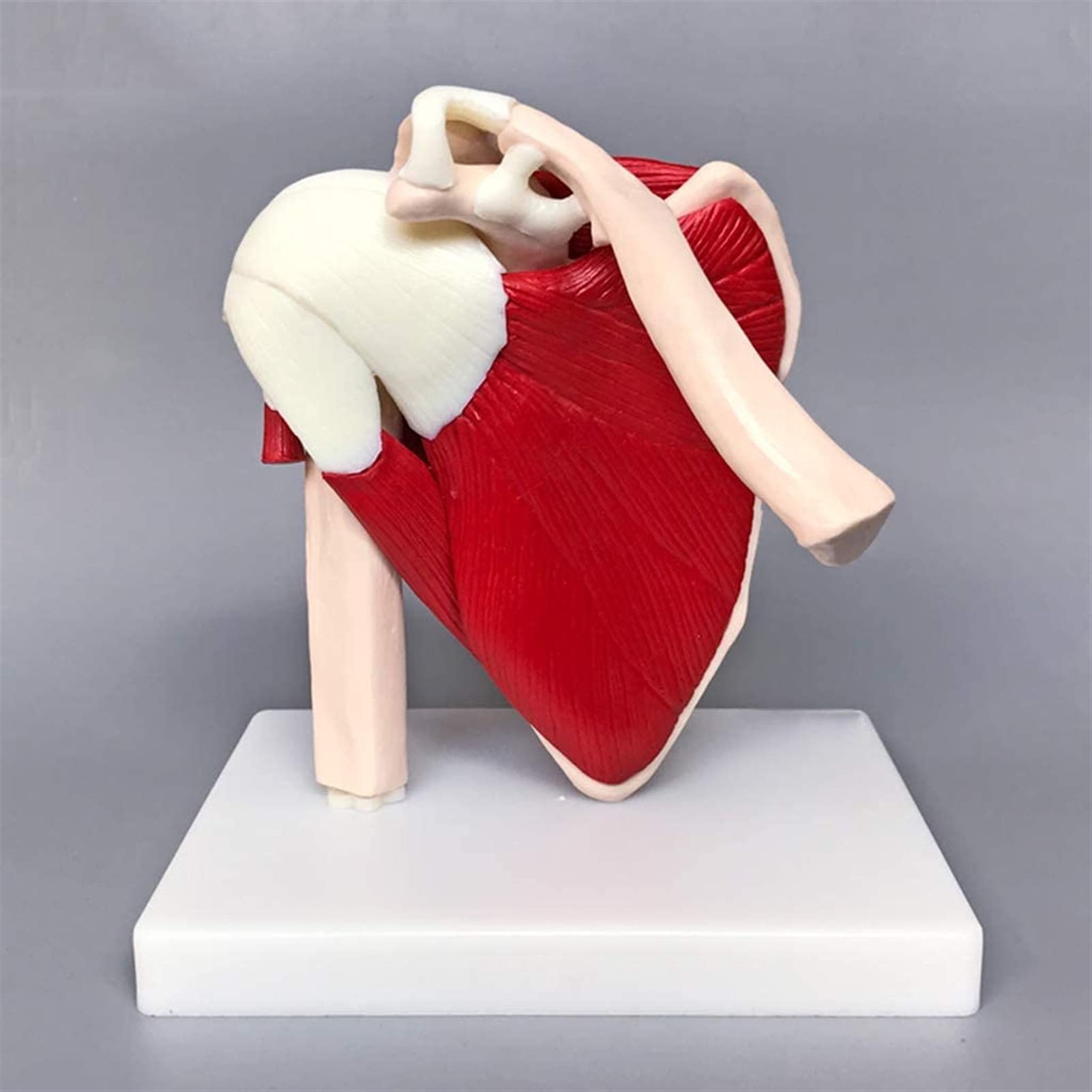 Study Model Anatomical Advanced Muscled Shoulder Joint Model Medical Anatomy Skeleton Shows Complete Shoulder Musculature From Rotator Cuff To Subscapular Muscles,Medical Models & Educationa