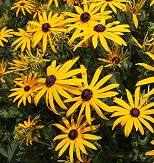 Black Eyed Susan Flower Seeds, 3000 Heirloom Flower Seeds Per Packet, Non GMO Seeds