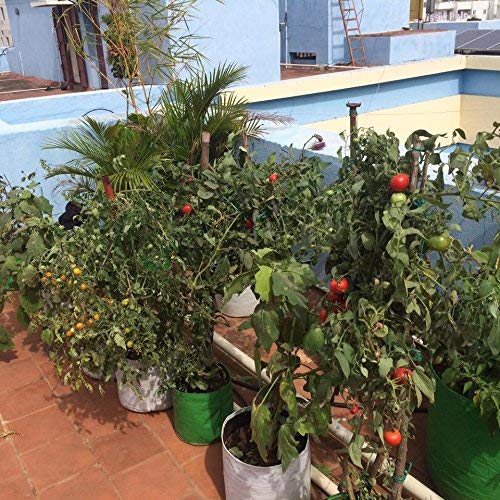 Image of Bio Blooms Round HDPE Plant Grow Bag for Terrace & Kitchen Gardening| Pack of 5| 12x12|200 GSM Heavy Duty Outdoor Grow Bag | Durable Planter for Vegetables, Flowers & Plants (Green & Orange)