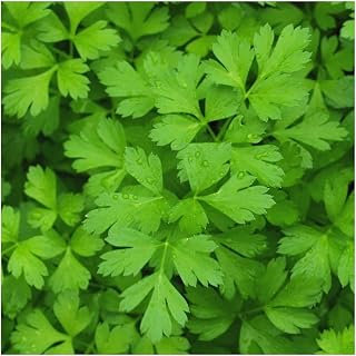 PREMIER SEEDS DIRECT - Herb - Parsley Plain Leaf - 500 Seeds