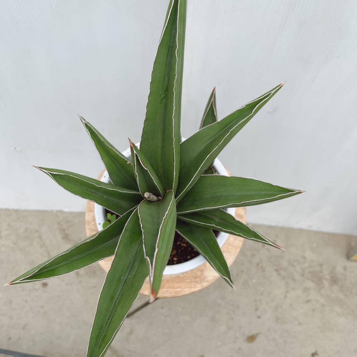 Amazon.co.jp: 多肉植物 サンスベリア サムライドワーフ5号鉢 大型大株