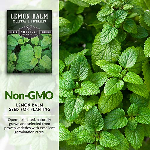 Lemon Balm Seeds for Planting - Melissa Officinalis Herb for Tea and Pollinator Gardens - Soothing Aromatic Perennial Grown Indoors or Outdoors - Heirloom, Non-GMO - Survival Garden Seeds (1 Pack) - Image 6