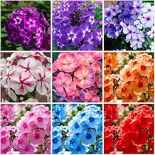10007+ Creeping Mixed Phlox Seeds for Planting,Bright Perennial Creeping Phlox Seeds- Ground Cover Plants Seed Non-GMO Heirloom for Outdoors