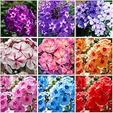 Mixrug 10007+ Creeping Mixed Phlox Seeds for Planting,Bright Perennial Creeping Phlox Seeds- Ground Cover Plants Seed Non-GMO Heirloom for Outdoors