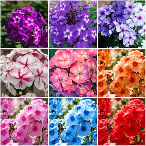 Mixrug 10007+ Creeping Mixed Phlox Seeds for Planting Bright Perennial Creeping Phlox Seeds- Ground Cover Plants Seed Non-GMO Heirloom for Outdoors