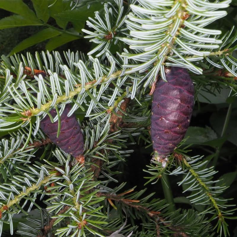 Miniatura 3 de Picea omorika (abeto serbio) Semillas de árbol, madera fuerte y duradera, semillas de MySeeds.Co, usted elige la cantidad (tamaño del paquete de