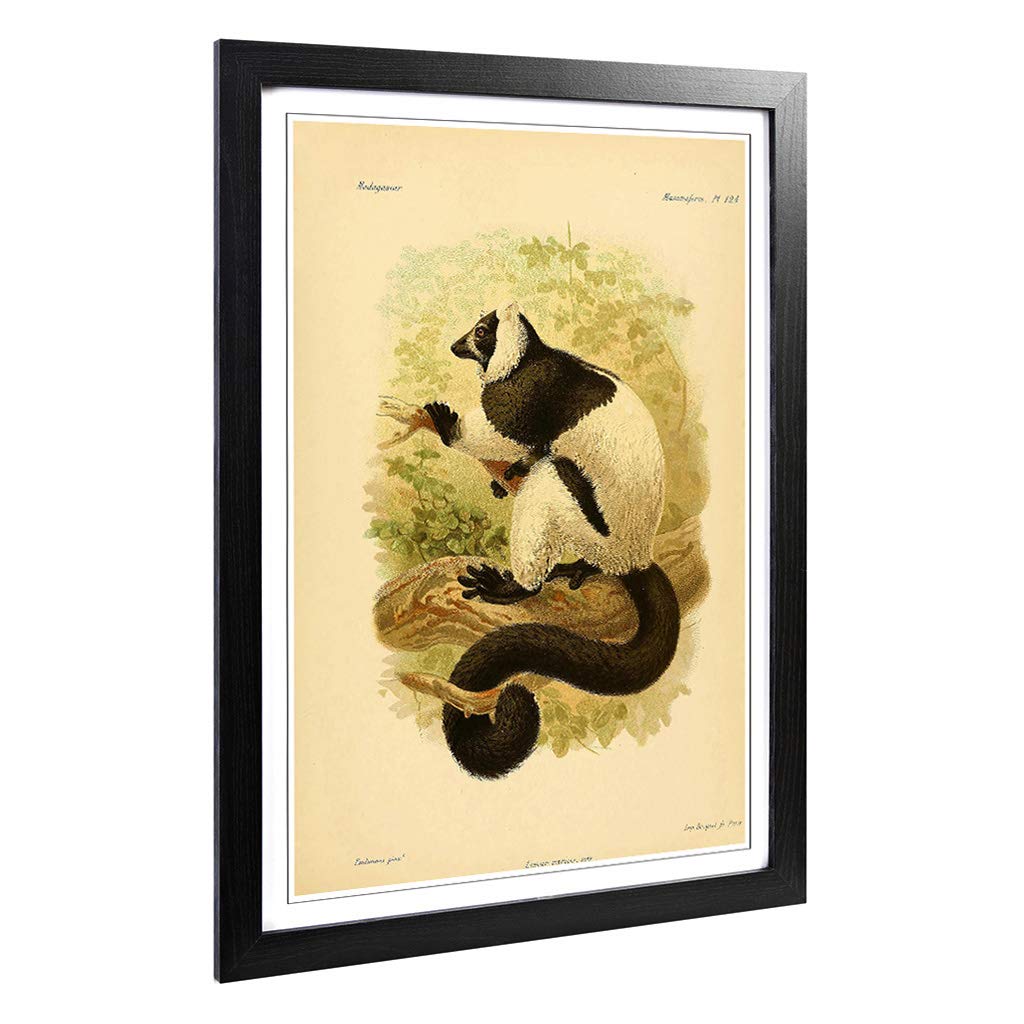 Big Box Art Framed Print of Vintage J.G. Keulemans Ruffed Lemur Design | Wall Art Picture | Home Decor for Kitchen, Living Room, Bedroom, Hallway, Black, A2 / 24.5x18 Inch / 62x45cm