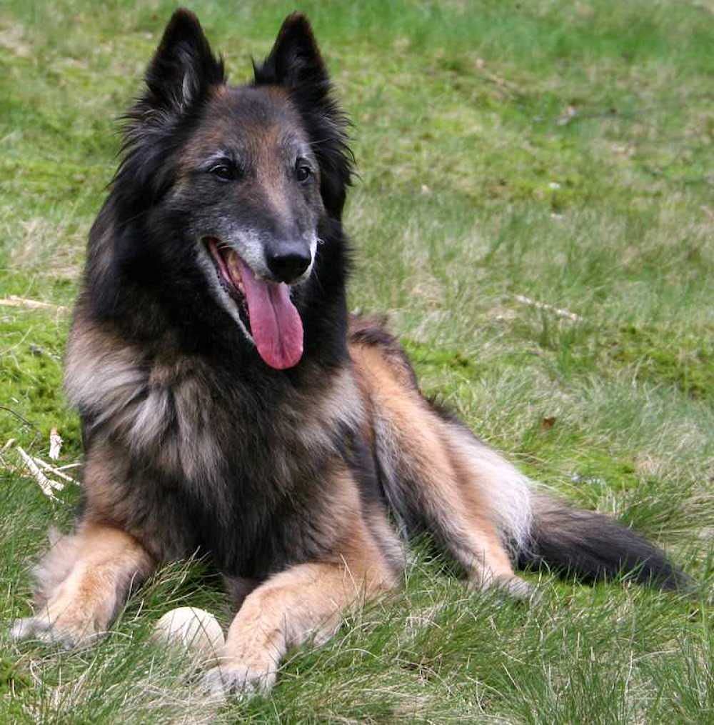 Nprzm H480 Diy 5D Diamond Painting Kits Diamond Painting Adults Child Belgian Shepherd Dog For Home Decoration Full Diamond Painting Birthday Gifts 30X40cm