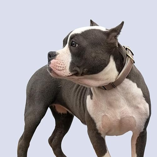 Miniatura 10 de CHEDE - Collar básico, clásico, de piel acolchada para perro, diseño de correa de seguridad, para mascotas grandes y medianas