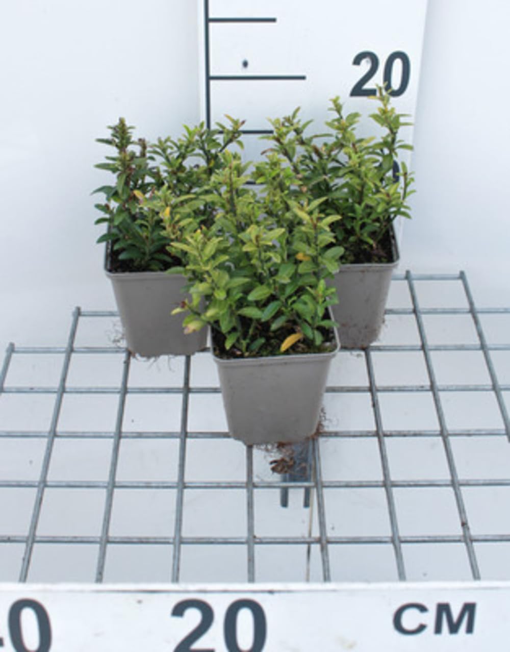 12 x Euonymus jap Microphyllus - Trzmielina plozaca - doniczka 9x9 cm