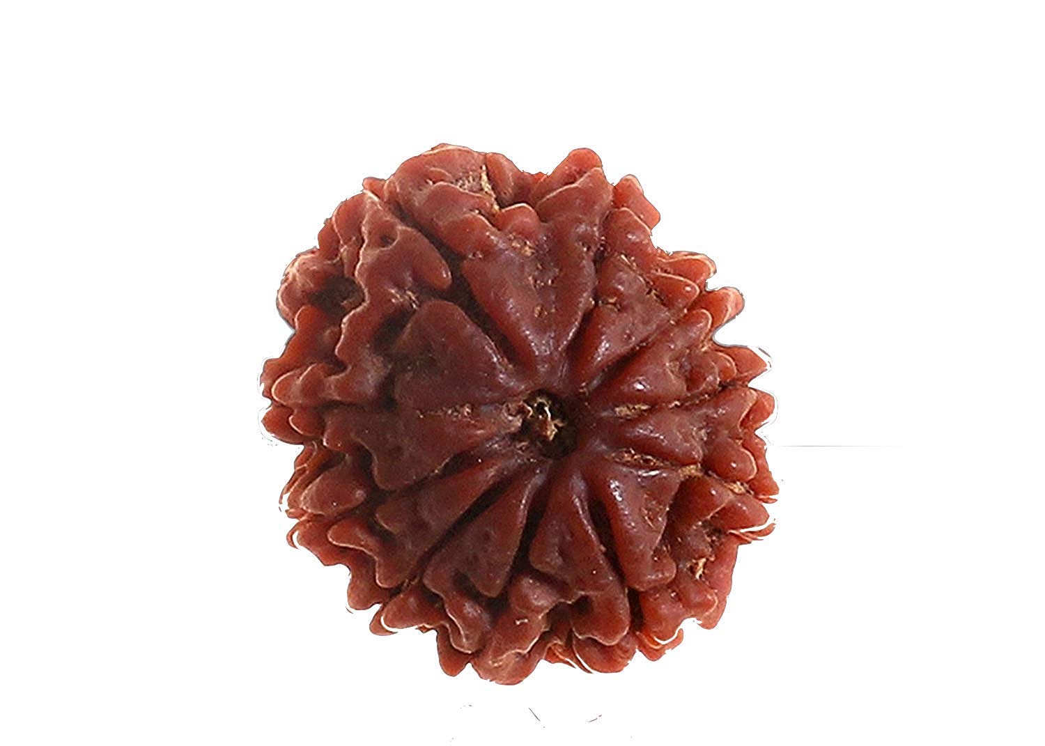 10 mukhi rudraksha / 10 face rudraksha Original / 10 Faced rudraksha with lab Certificate (B07CRLKRVR) Amazon Price History, Amazon Price Tracker