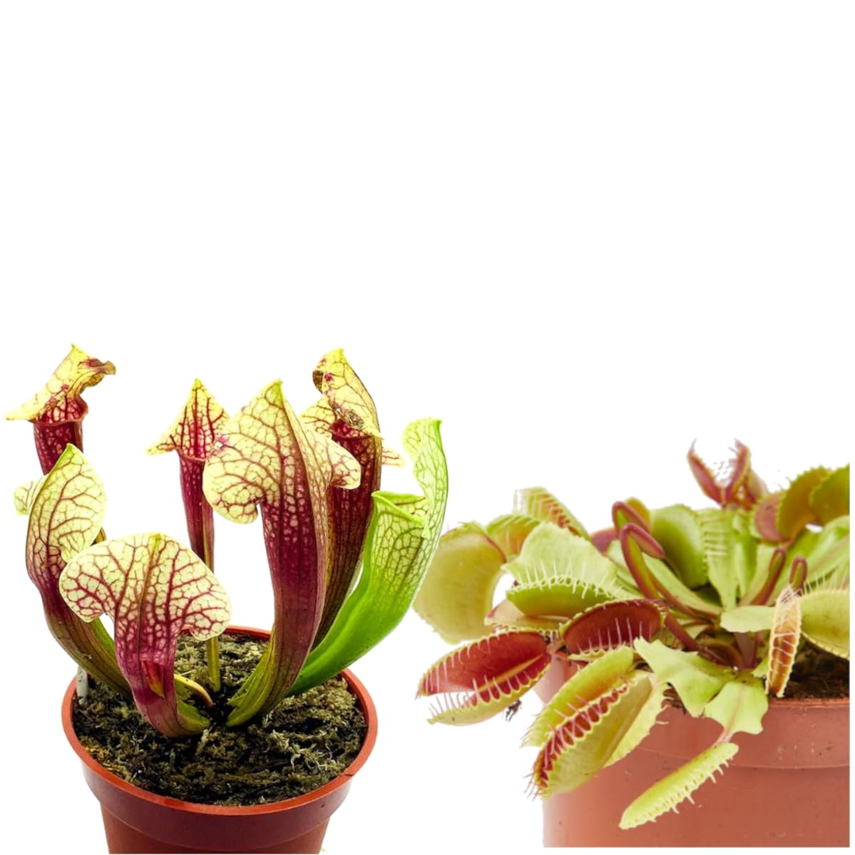Duo Venus y Sarracenia : Increíble Adición de Jardín - Plantas Carnívoras en Vivo