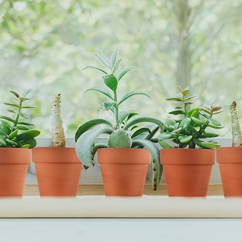Miniatura 8 de Sderoq Macetas de terracota de 3.14 pulgadas, paquete de 22 macetas de arcilla con orificio de drenaje, maceta de vivero suculentamaceta de cactus.