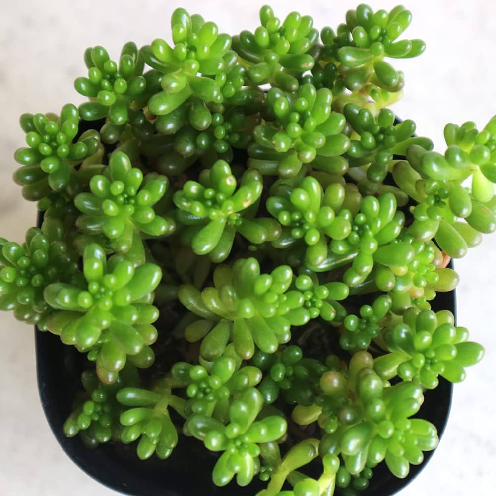 セダム　2号ポット　40個セット セダム 2号ポット 40個セット セダム 2号ポット 40個セット 観葉植物