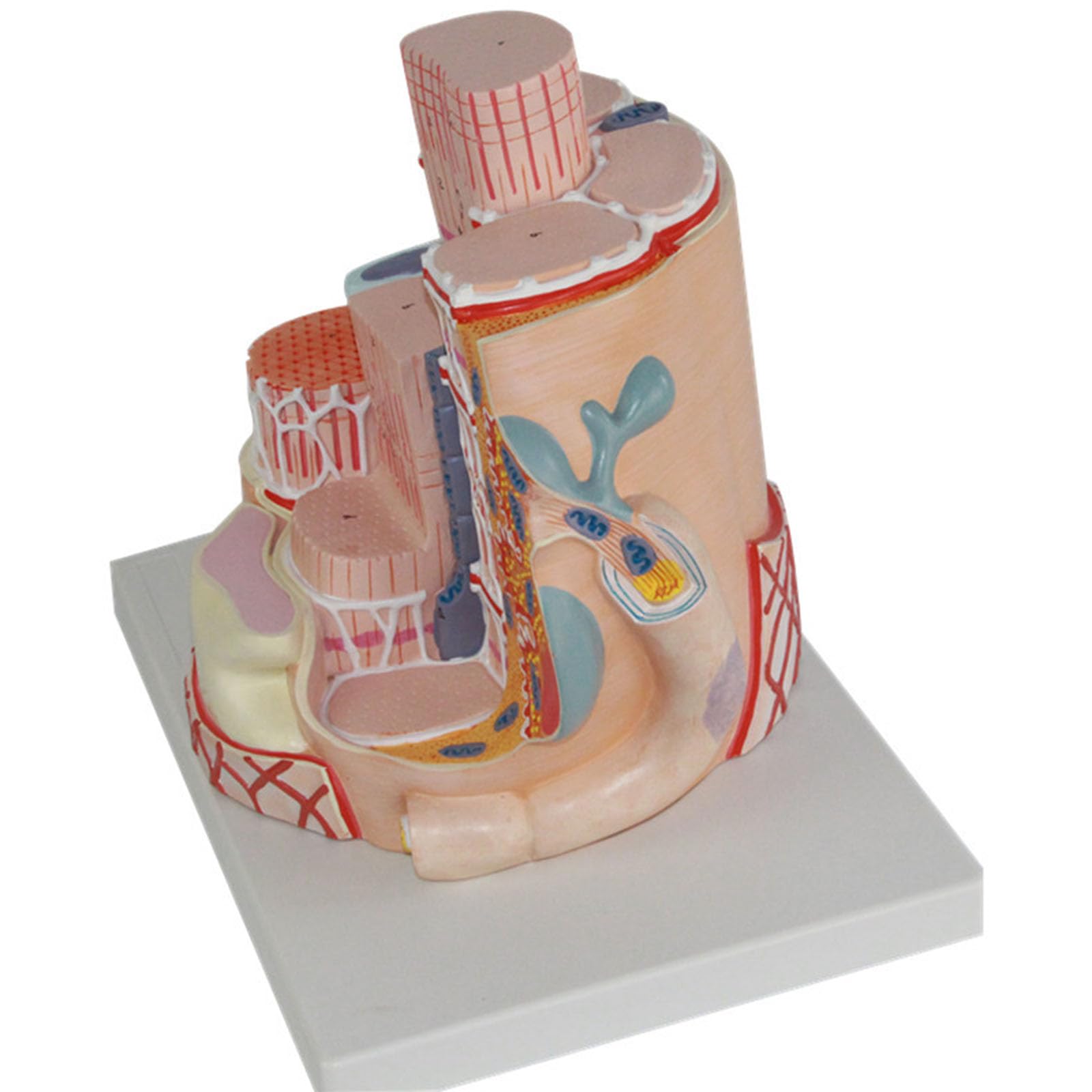 Modello Anatomico Microscopico Fibra Muscolare Scheletrica Umana Miofibrilla Sarcomero Capillare Replica Per Biologia Riabilitazione Sportiva Studente Microstruttura Aula Didattica,Skeletal muscle a
