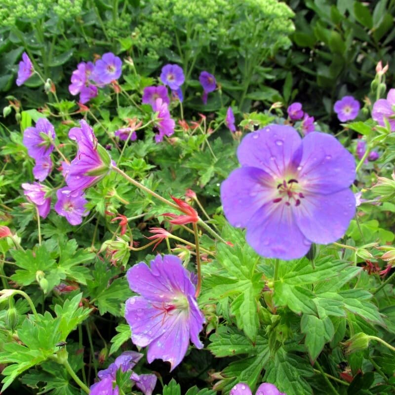 50 x Geranium Rozanne - Storchschnabel in 9x9cm Topf