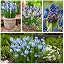 Muscari Super Collection