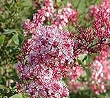 Tinkerbelle Pink Lilac ( syringa ) - Live Plant - Starter Plug (LG)