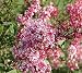 Tinkerbelle Pink Lilac ( syringa ) - Live Plant - Starter Plug (LG)