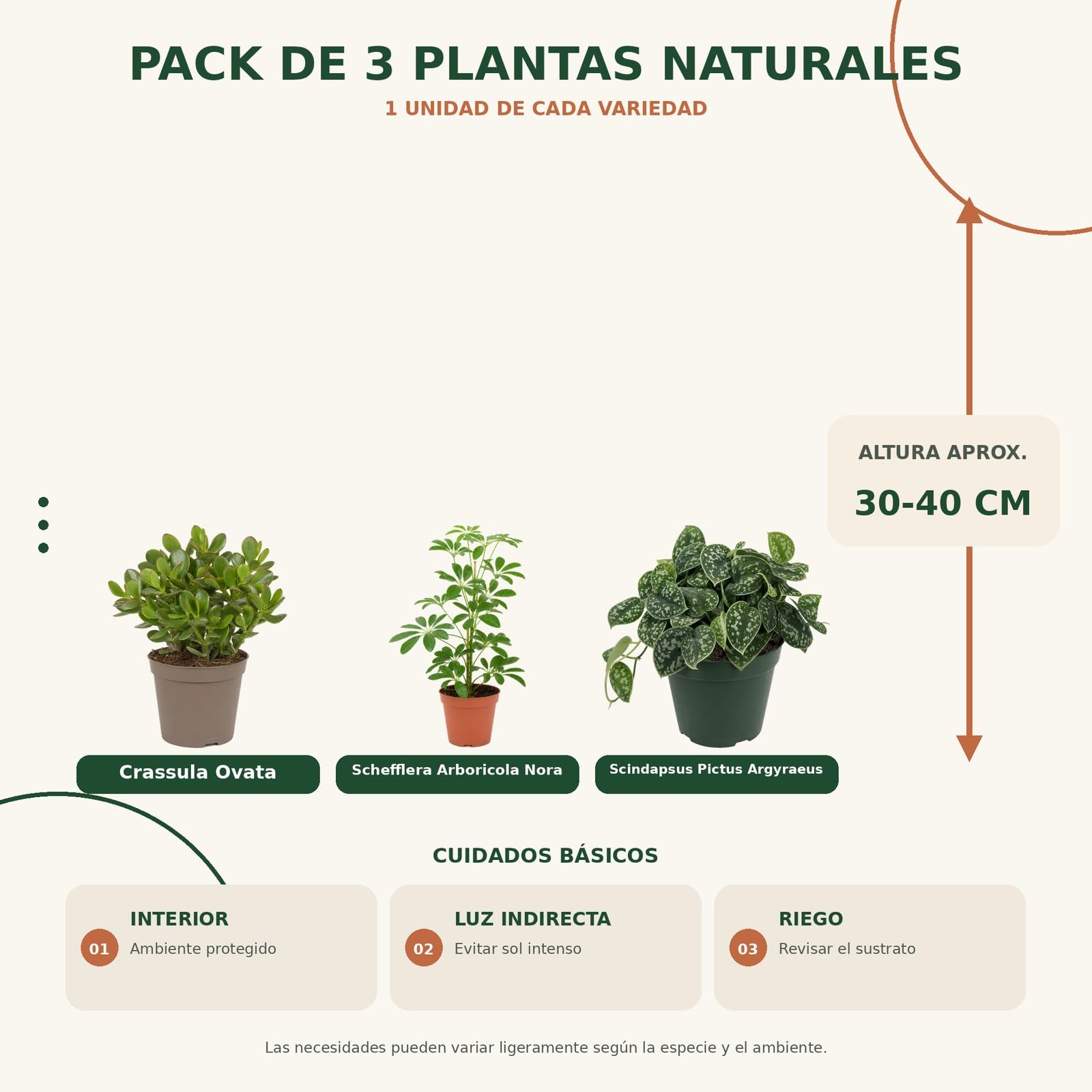Selección de 3 Plantas para Portes Verticales y Colgantes DECOALIVE