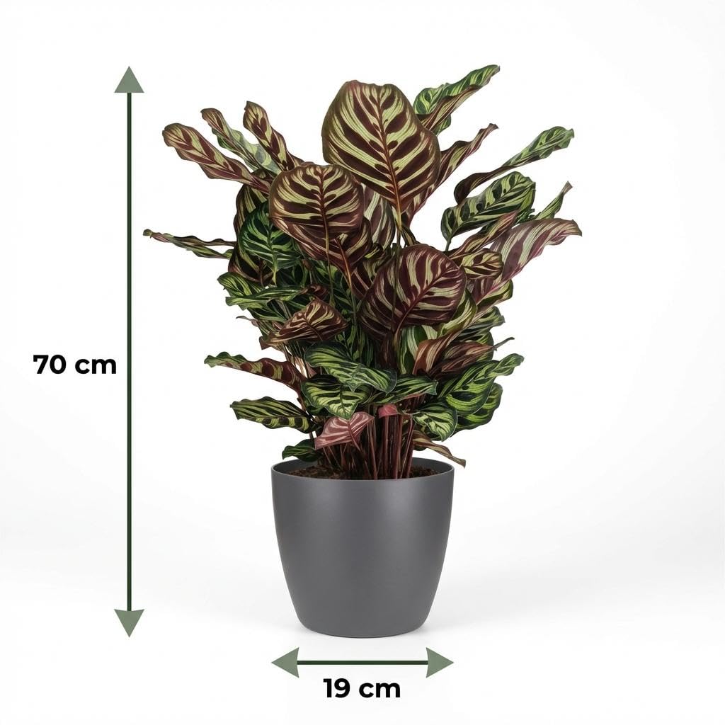 Calathea Makoyana pawie maranta koszowa 70 cm – roślina pokojowa w kolorze szarym, Ø 19 cm – dekoracyjny rysunek liści z fioletowym spodem – łatwa w pielęgnacji, oczyszcza powietrze do mieszkania i