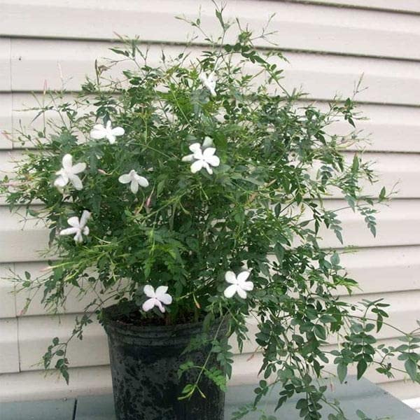 Mphmi NCR Perennial Live Plants Jai - Plant (B0CF69KKVP) Amazon Price History, Amazon Price Tracker