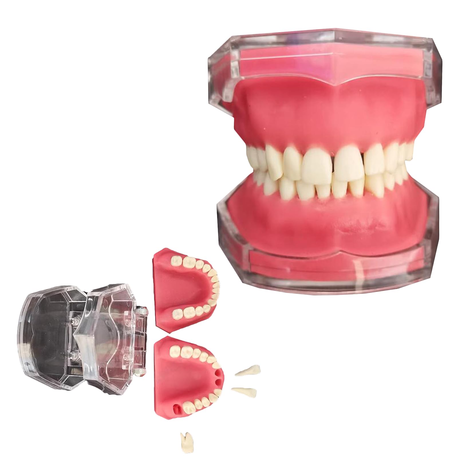 Modello di Estrazione Dentale, Modello Dentale in Resina a Bocca Intera, per la Comunicazione Pratica, Ornamenti clinici, sussidi didattici per l'odontoiatria