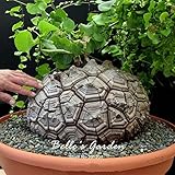 Succès assuré dans votre jardin : que vous ayez un jardin hydroponique intérieur ou un potager extérieur, nos graines sont parfaites pour n'importe quel environnement. Avec un taux de germination supérieur prouvé par divers tests, profitez de graines fraîches qui font pousser des aliments toute l'année.