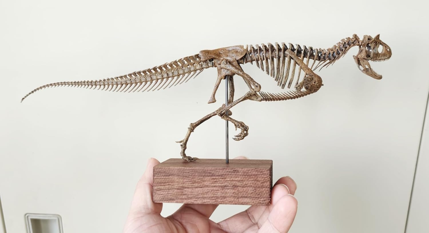 VWUVWU 1:20 Scale Carnotaurus Skeleton Figure Abelisauridae Resin Dinosaur Model Animal Collector GK Decor Gift for Adult