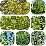 semillas de bonsái olmo - Plantas resistentes para parterres de balcón semillas raras orgánicas plantar árboles Balcón con cama elevada árbol Variedades antiguas plantas balcón 250pcs