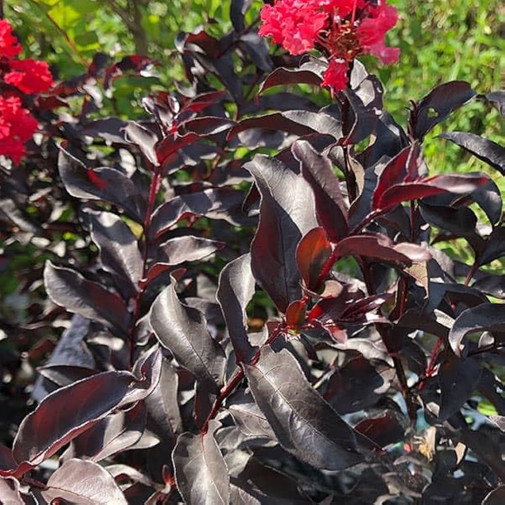 百日紅のテーブル Amazon.co.jp: サルスベリ（百日紅）：センターステージ レッド