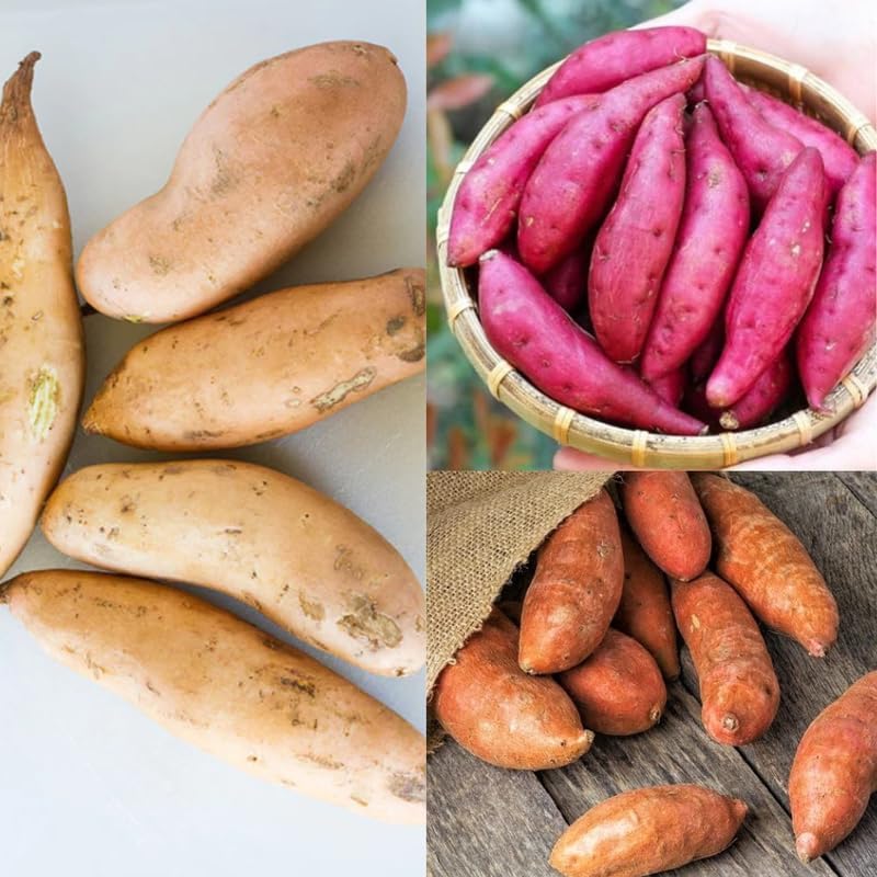 15 Mixed Sweet Potato Slips, Well Rooted, Sweet Potato Vine Live Plant, Sweet Potato Vine Plant, Sweet Potato Cutting Not Seeds