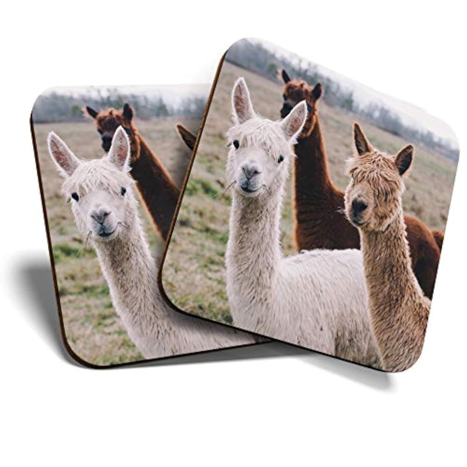 Destination Vinyl Ltd Multicolor Great Coasters (Set Of 2) Square/Glossy Quality Coasters/Tabletop Protection For Any Table Type - Pack Of Alpacas Llama Alpaca Herd #16862