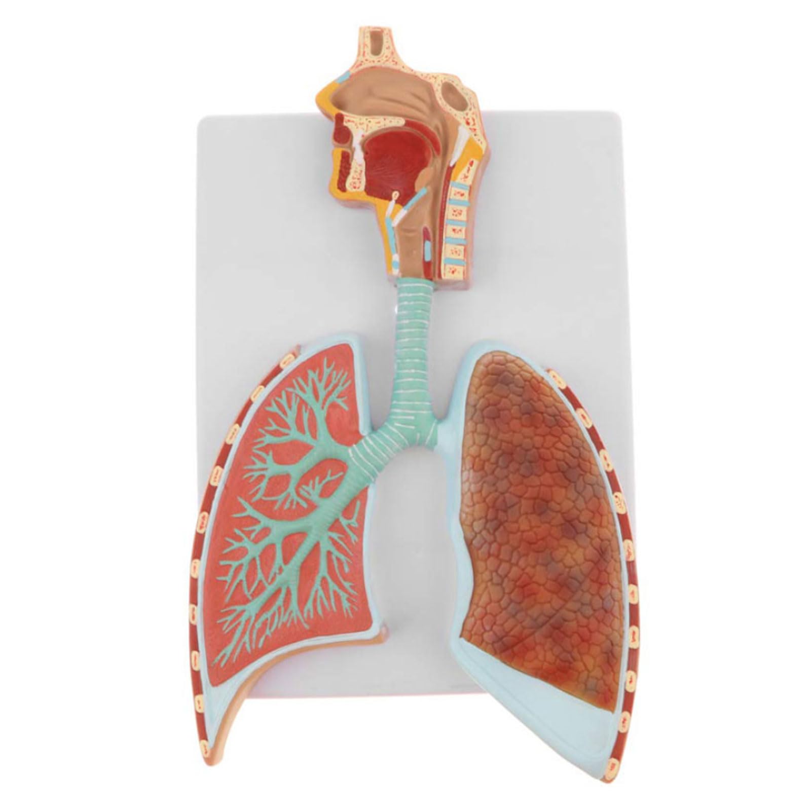 GTHTUHFD Classroom Study Human Respiratory Lung Lobes Alveoli Anatomy Model Medical Science Teaching Resources