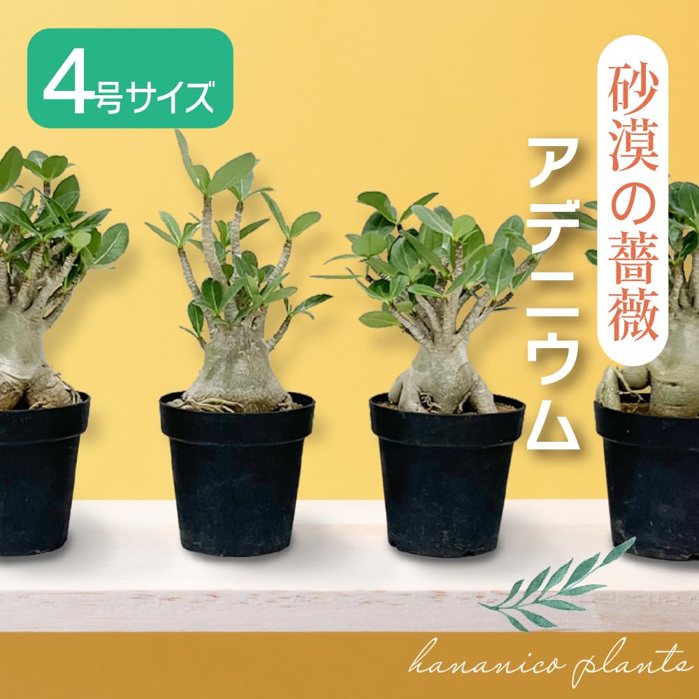 Amazon｜観葉植物 アデニウム アラビカム (A) 砂漠のバラ 天空のバラ