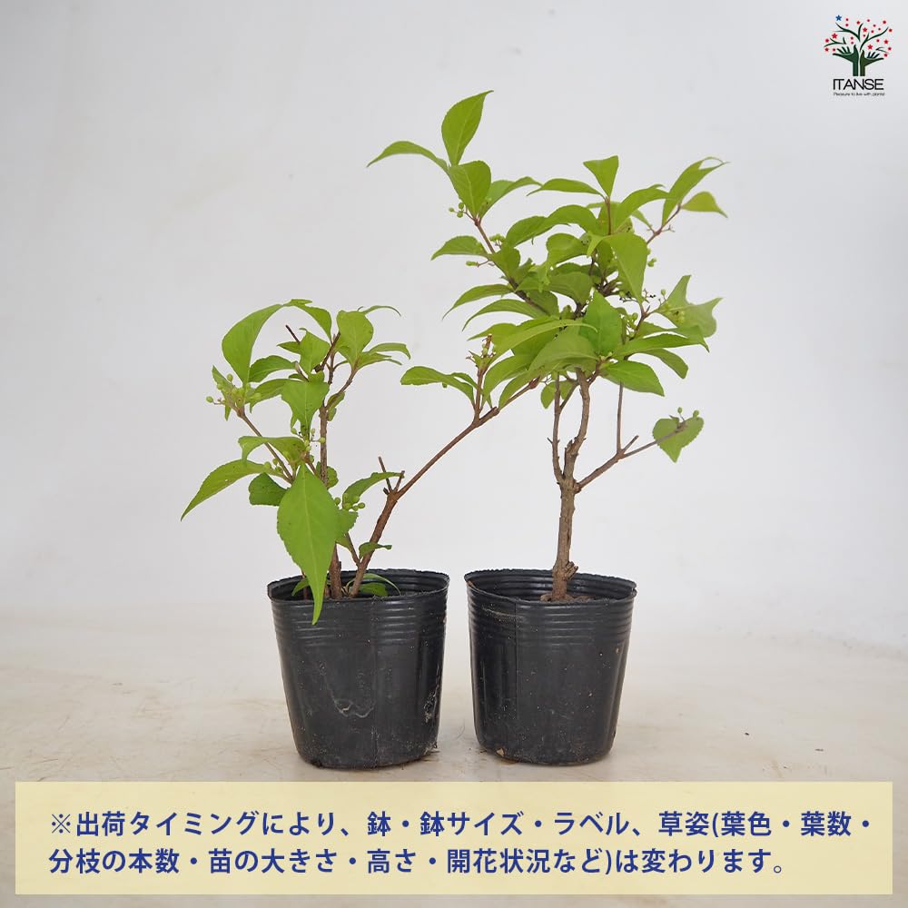 Amazon.co.jp: ITANSE コムラサキ 3～3.5号 1個売り 花木苗