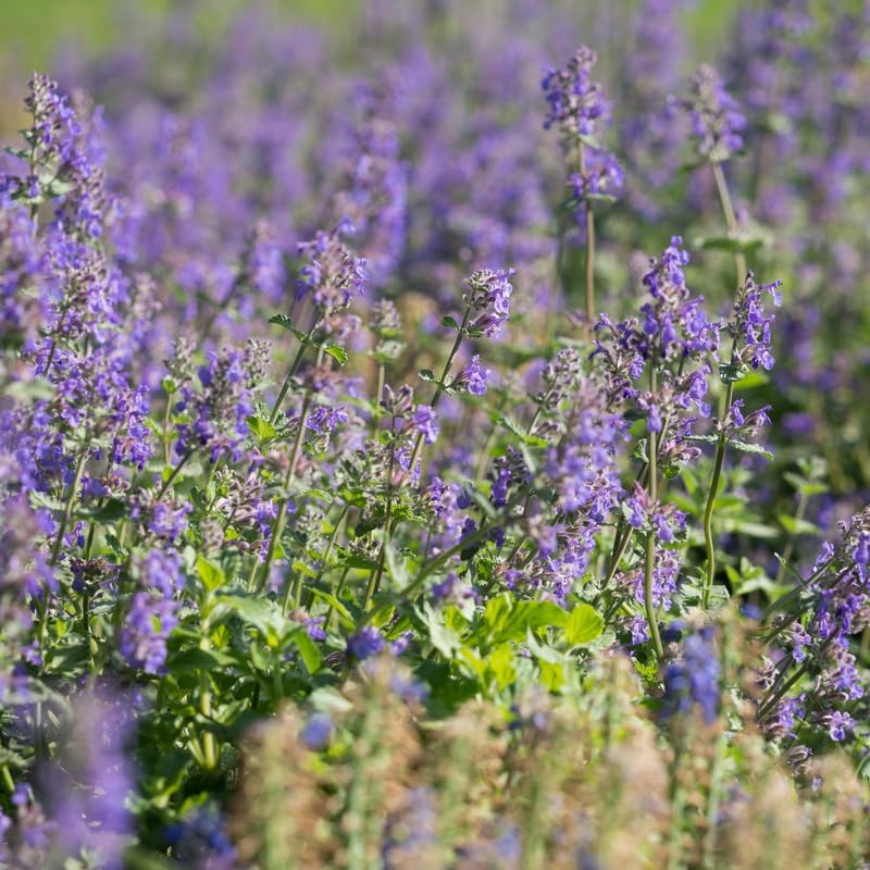 Set 2 Catnip Plants, Herb Catnip Plant Perennial, 3-6" Tall, Outdoor Indoor Garden