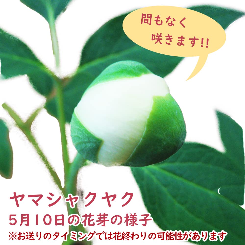 Amazon.co.jp: 花終わり ヤマシャクヤク (山芍薬) 10.5cmロングポット