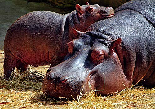 LIZELUO Puzzle 1000 Teile Nilpferd Creative Einzigartiges Geschenk Persönlichkeit Spiel Erwachsener Kind Puzzle Spielzeug Cover