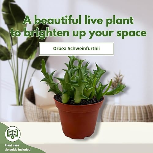 Miniatura 3 de BubbleBlooms Orbea Stapelia Schweinfurthii, Huernia con flores de naranja rara de 4 pulgadas