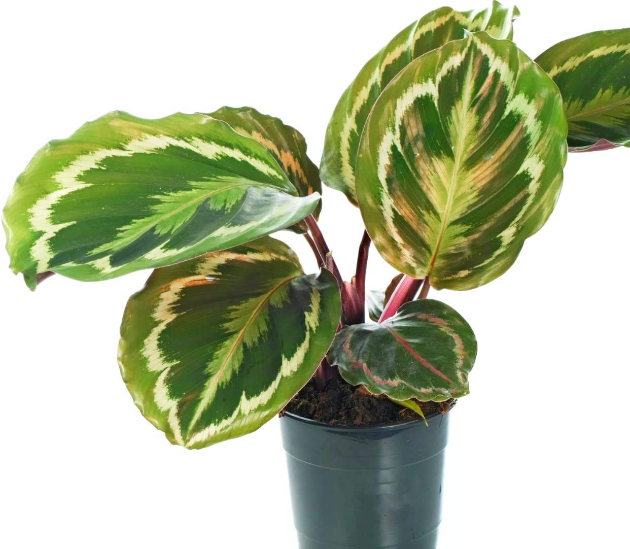 The Four Seasons Calathea Roseopicta Medallion Premium Variety Natural Live Plant in Pot (B07SZ9N77X) Amazon Price History, Amazon Price Tracker