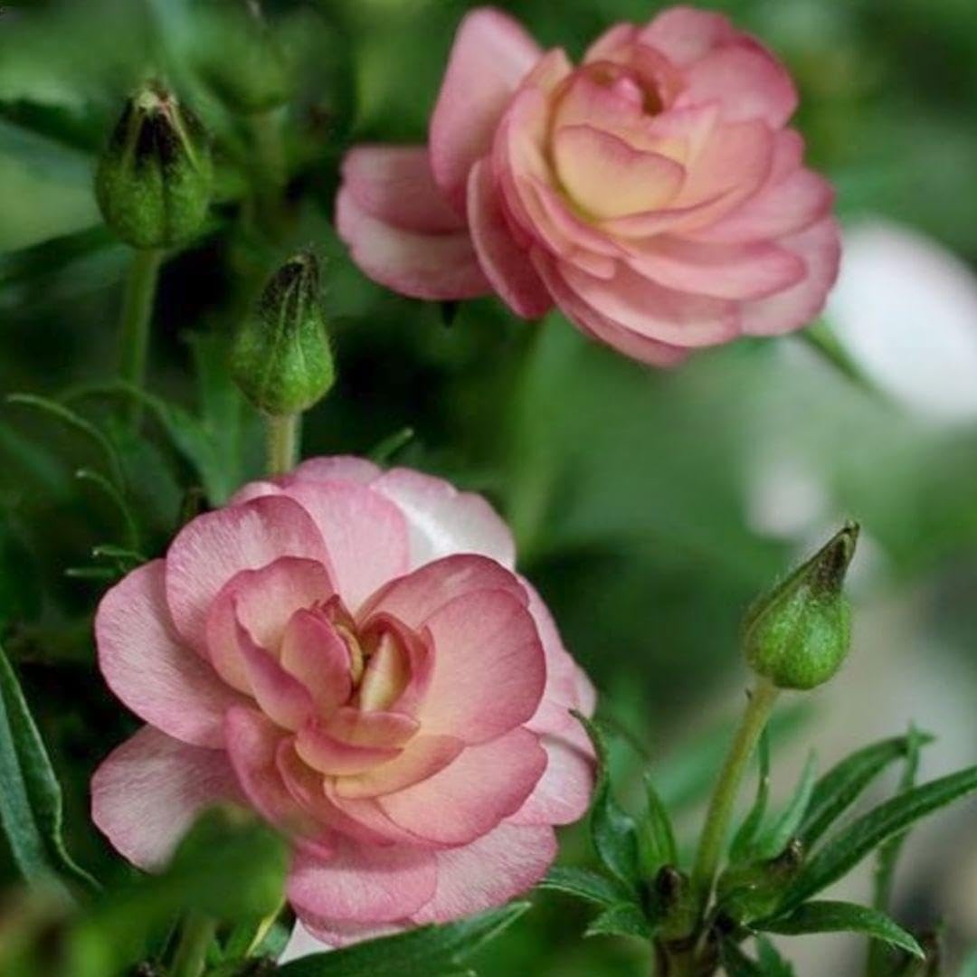 宿根草！ハイドランジア 紫陽花 クレイジーデンシア 花苗 土を落とさず