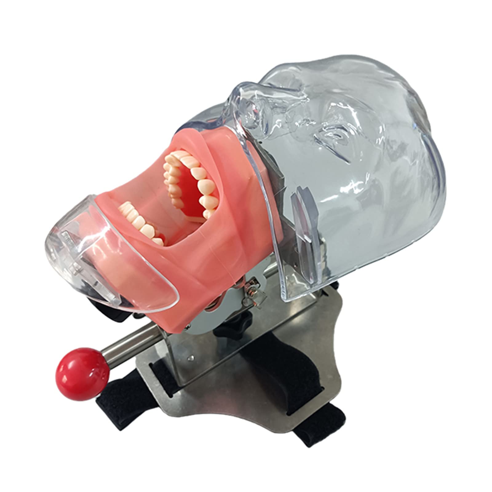 Simulazione dentale Stampo semplice per testa - Manichino dentale Pratica semplice Stomatologia rimovibile Insegnamento Preparazione dei denti Forma della testa di restauro ortodontico