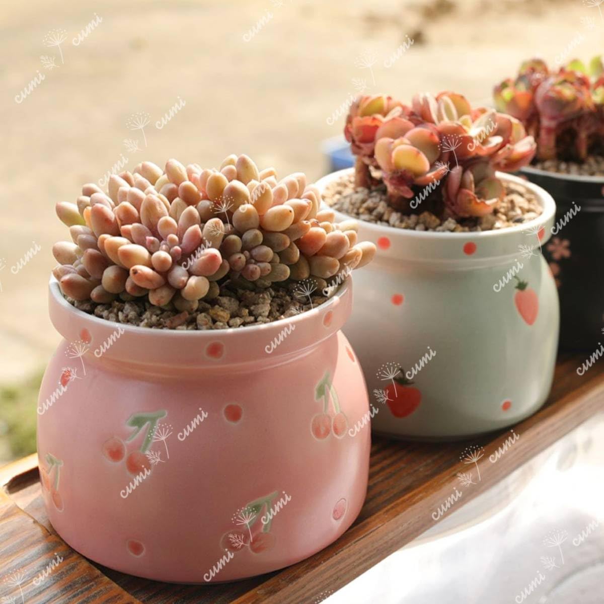 Amazon.co.jp: N0305韓国 3号 2個セット 四季 植木鉢 室内 陶器鉢 多肉 