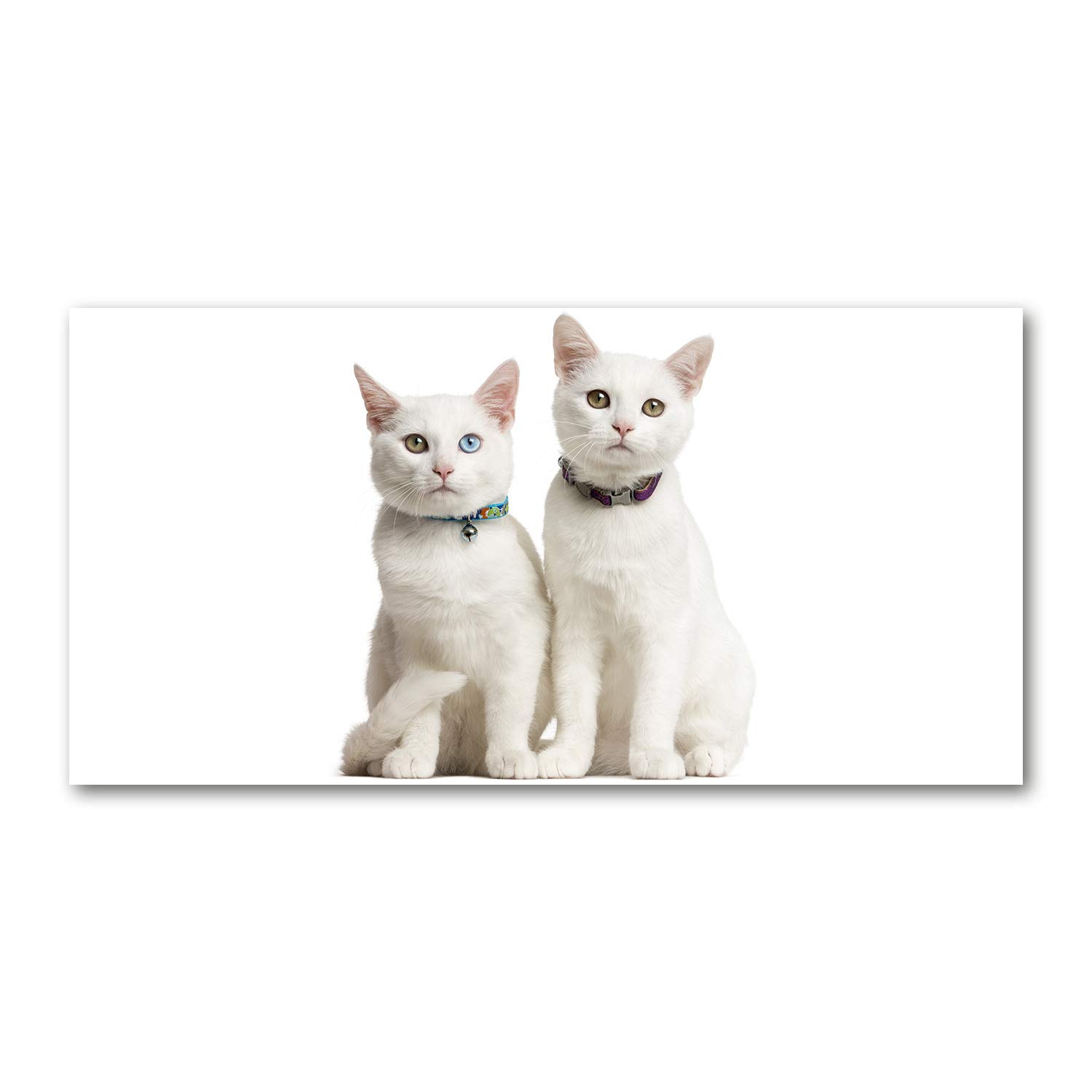 Tableau en verre 120x60 cm chat blanc pour cuisine