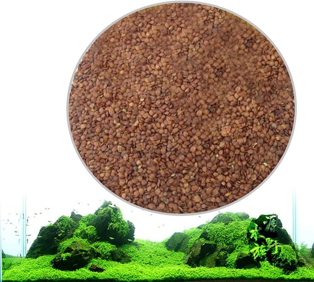 Accreate New Aquarium Plant Seeds Aquatic Water Grass Decoration as Garden Fish Tank Foreground Plant Large Eleocharis acicularis (XX-Small)